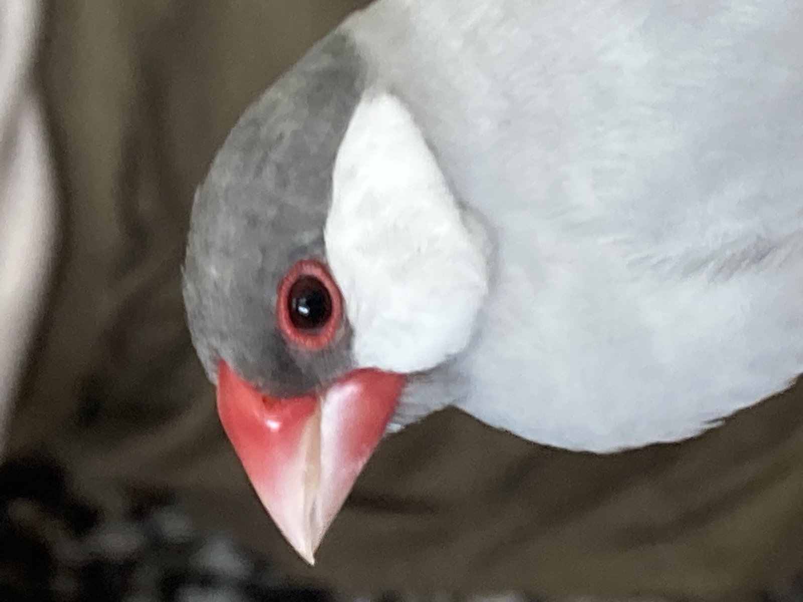 ことり庵の白文鳥