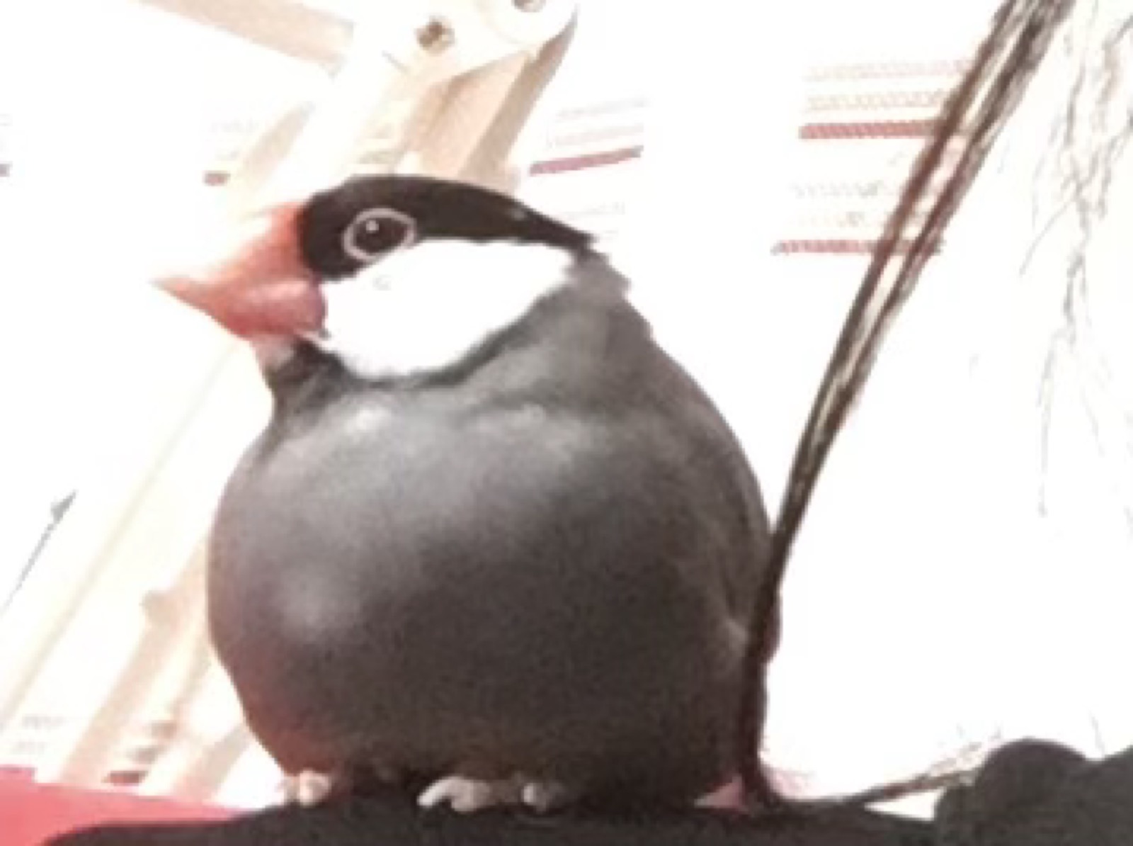 ことり庵の文鳥